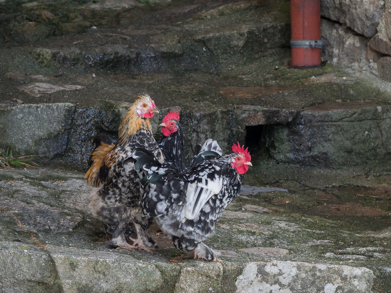 une poule , deux coqs