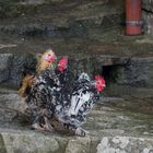 une poule , deux coqs