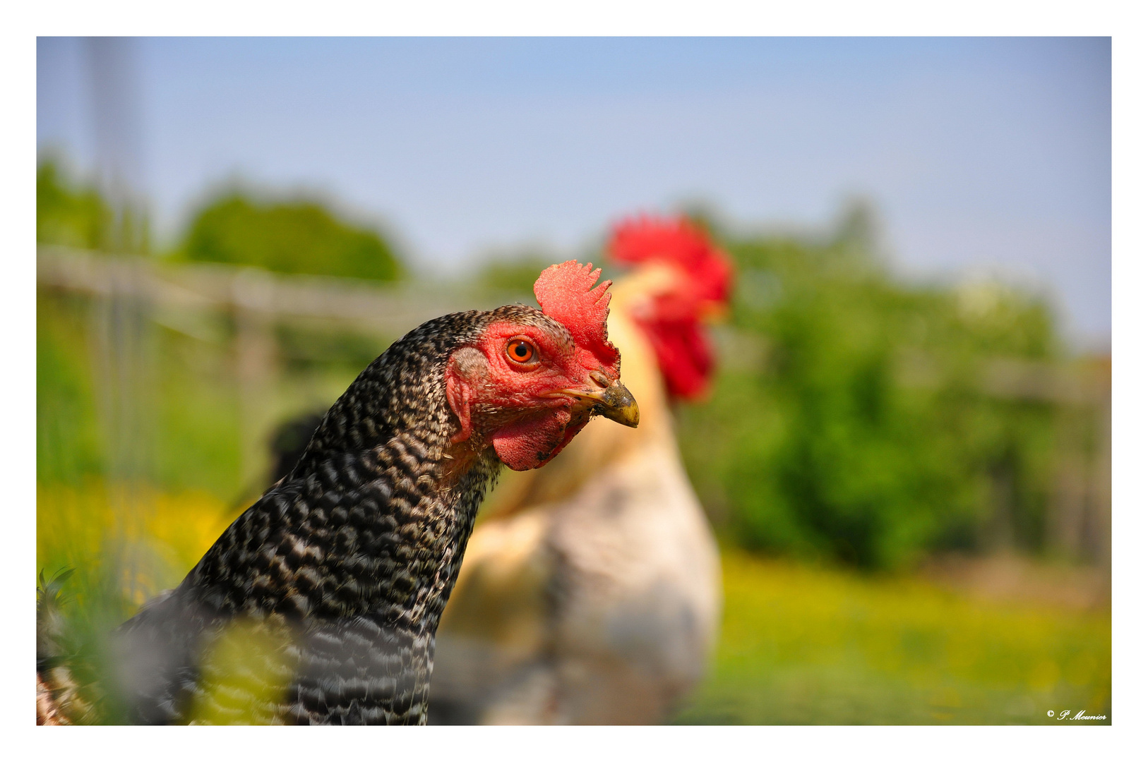 Une poule peut en cacher une autre