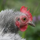 Une poule prés de chez moi