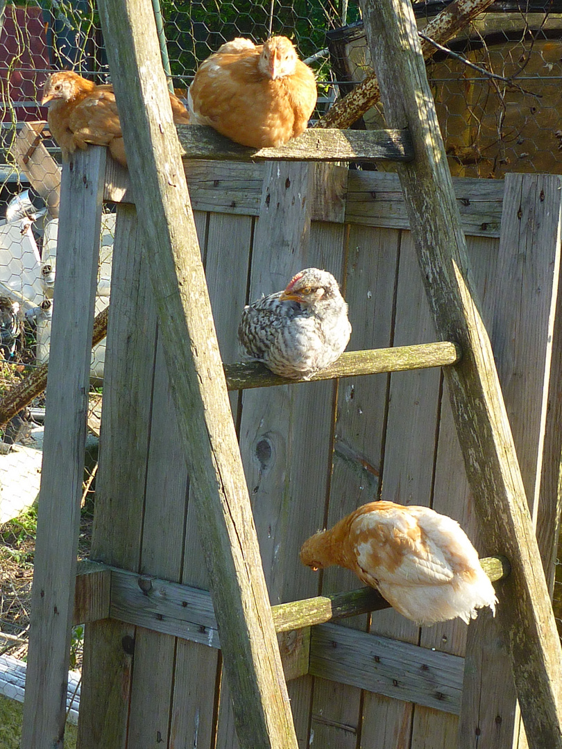 une poule sur un mur