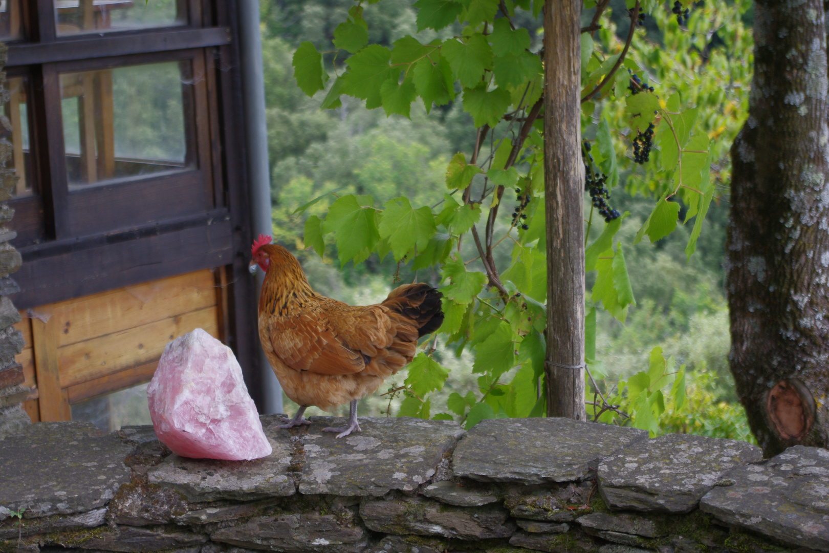 Une poule sur un mur ....