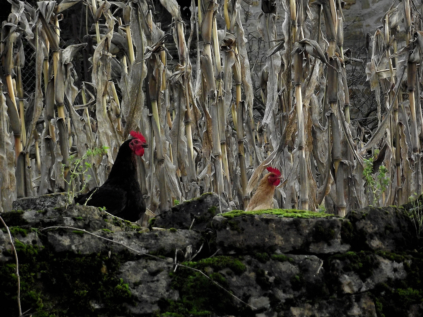 UNE POULE SUR UN MUR QUI ........