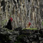 UNE POULE SUR UN MUR QUI ........