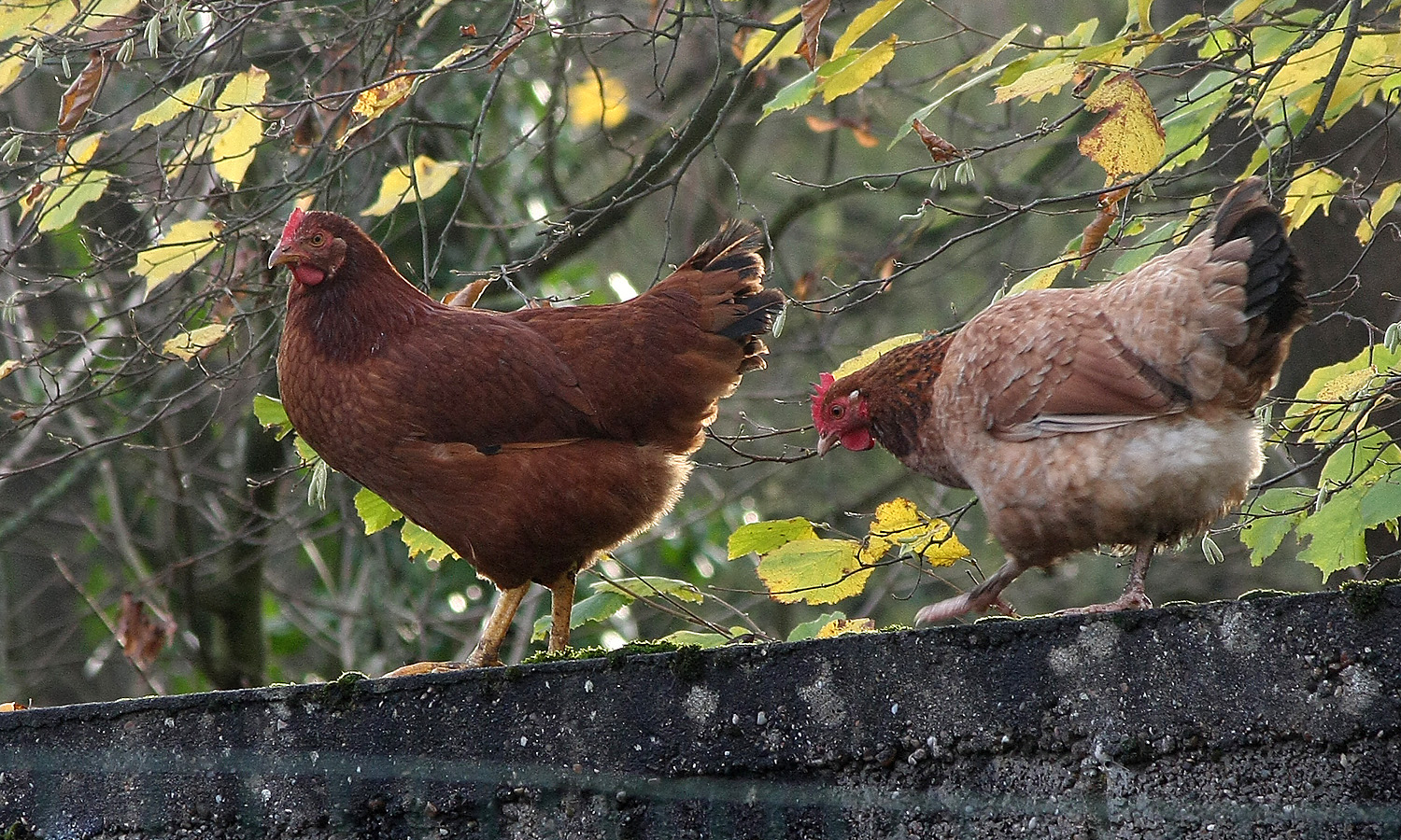 Une poule sur un mur ... qui picor....