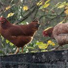 Une poule sur un mur ... qui picor....