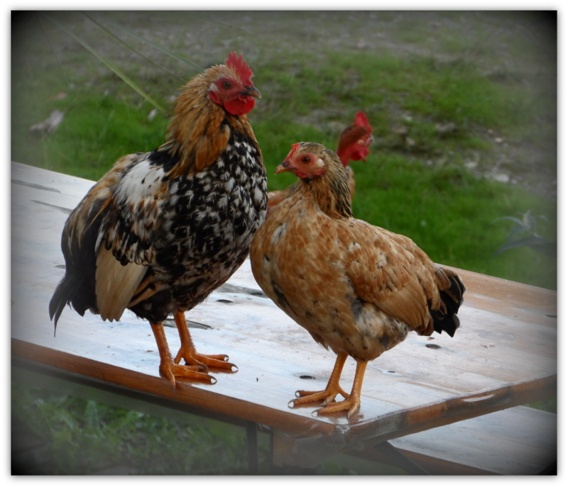 Une poule sur... un....une Table.........!!!!