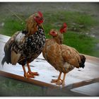 Une poule sur... un....une Table.........!!!!