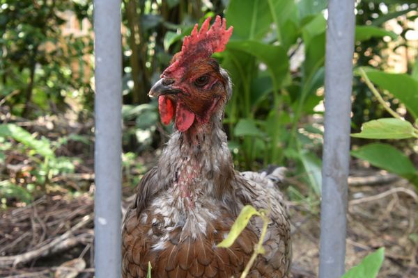 Une poule...en...cage