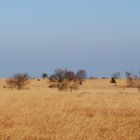 Une promenade dans la savane ?