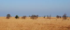 Une promenade dans la savane ?