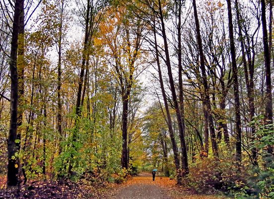 une promenade sous la pluie d’automne