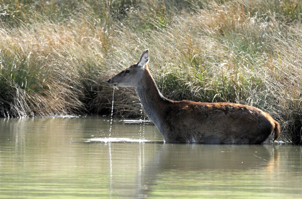 une que les loups aimeraient rencontrer...