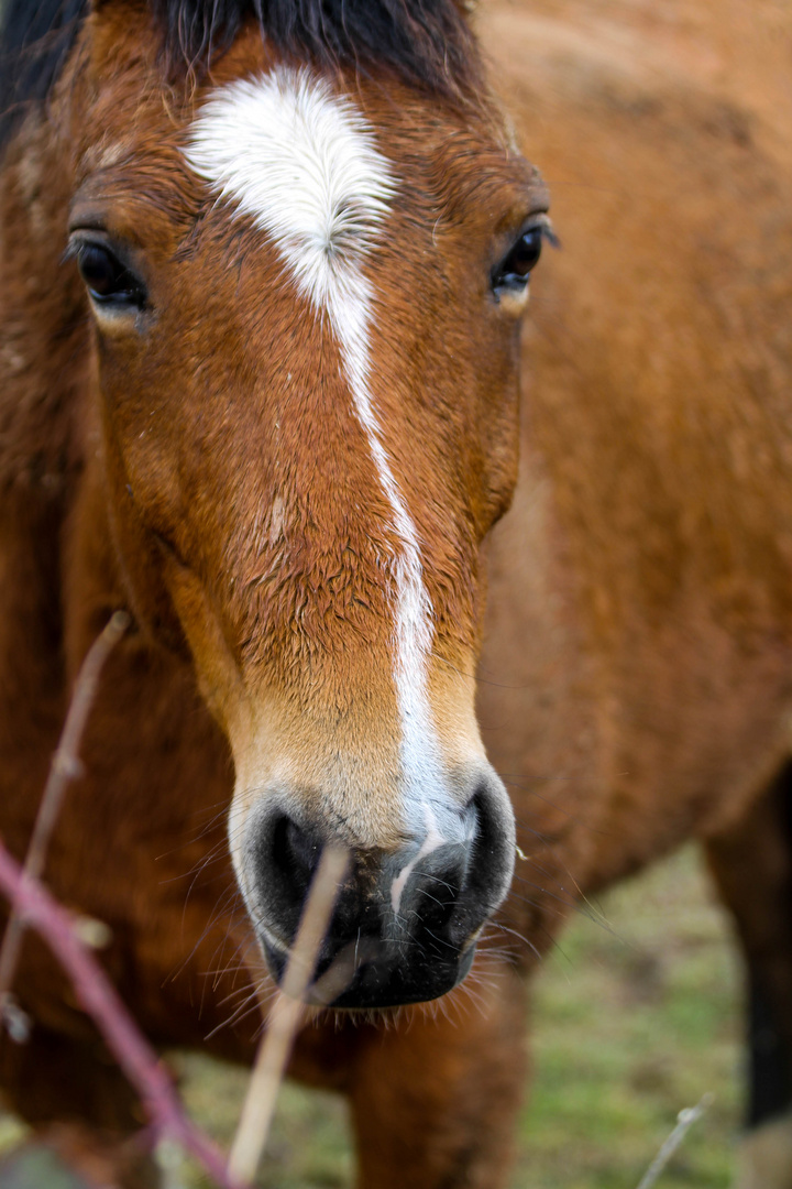 Une rencontre lors d'une randonnée