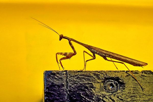 une rencontre raprochée