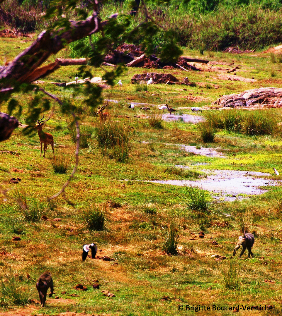 Une ribambelle d'animaux dans le parc du Tsavo, au Kenya