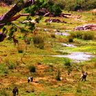 Une ribambelle d'animaux dans le parc du Tsavo, au Kenya