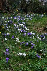 Une "rivière" de crocus 