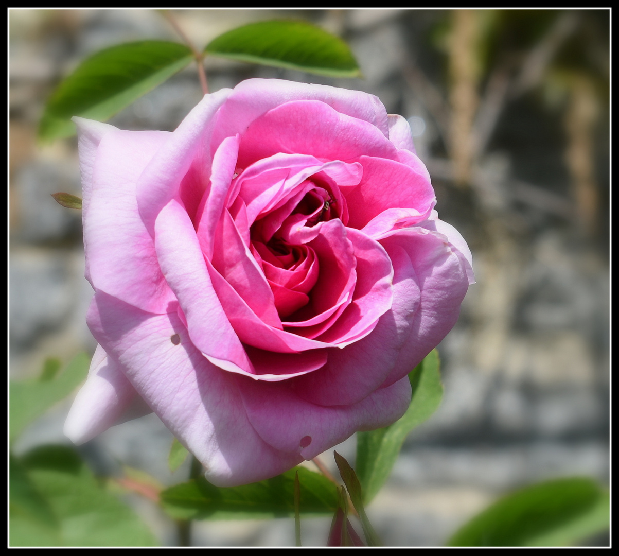 une rose