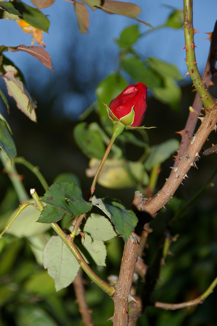 une rose