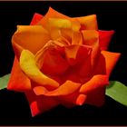 une rose aux couleurs du feu....