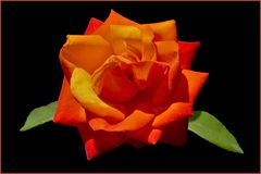 une rose aux couleurs du feu....