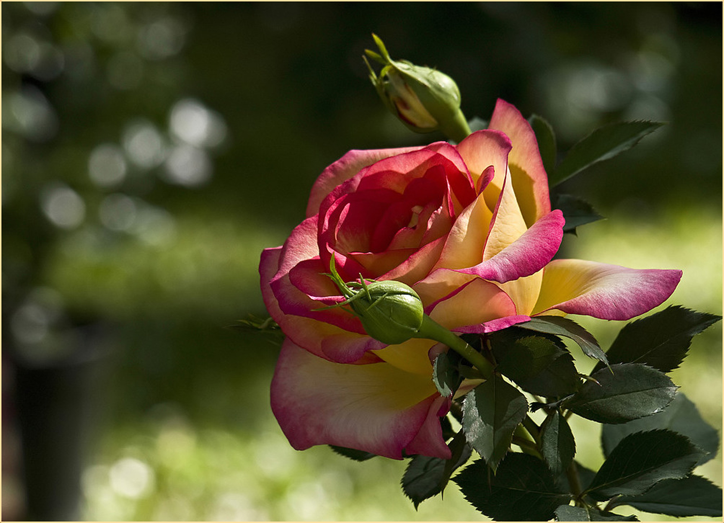 Une rose aux floralies de Gondrin (Gers)