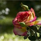 Une rose aux floralies de Gondrin (Gers)
