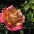 Une rose bicolore