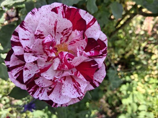Une rose bicolore s'épanouit le matin au jardin - exercice n°21 La Rose