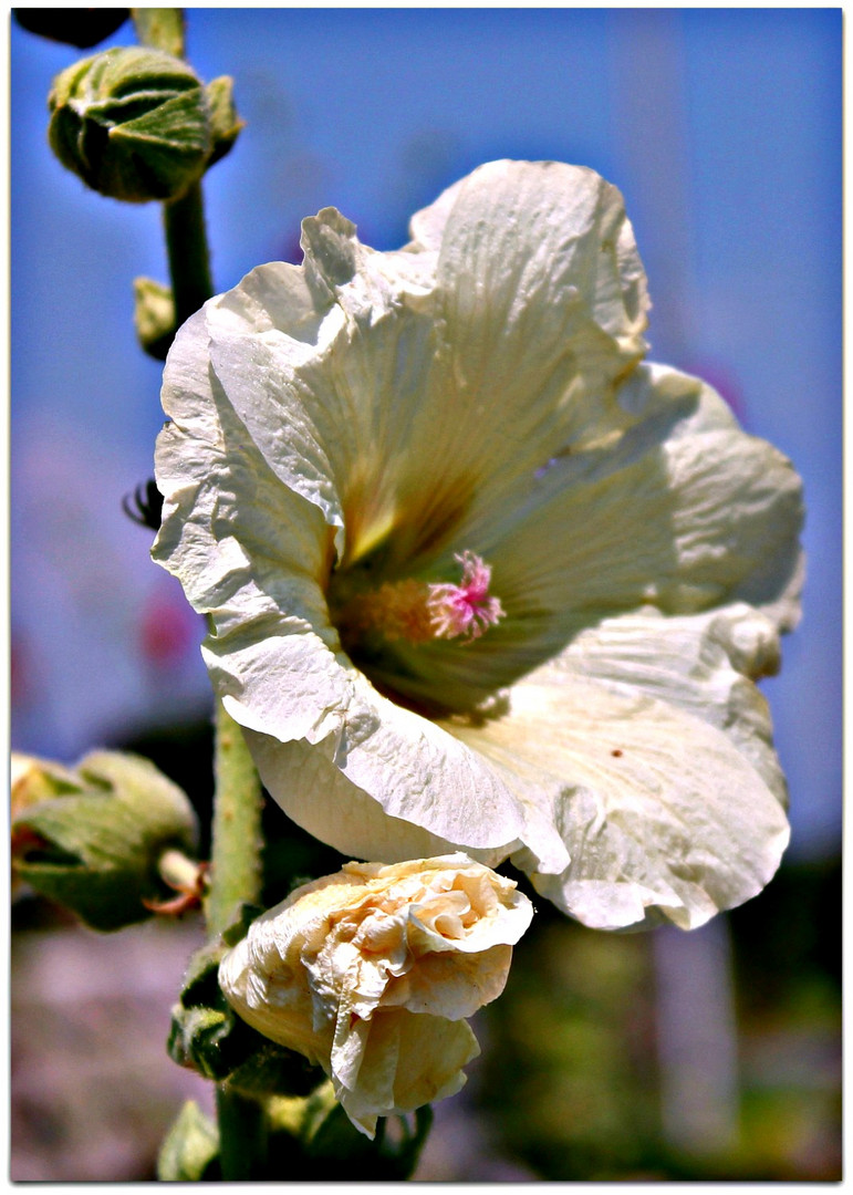 * Une Rose Blanche *