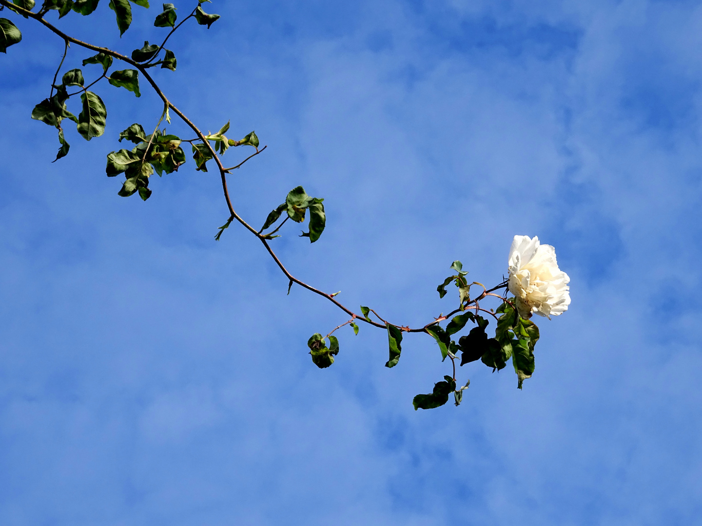 une rose blanche