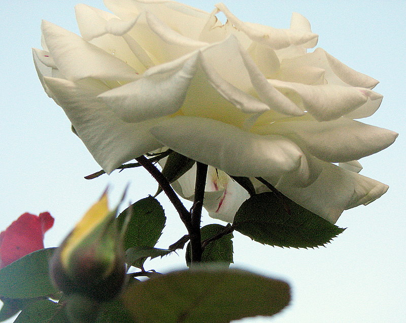 Une rose blanche et ses enfants de couleur...
