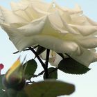 Une rose blanche et ses enfants de couleur...