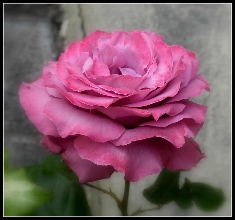 une rose