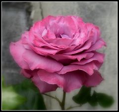 une rose