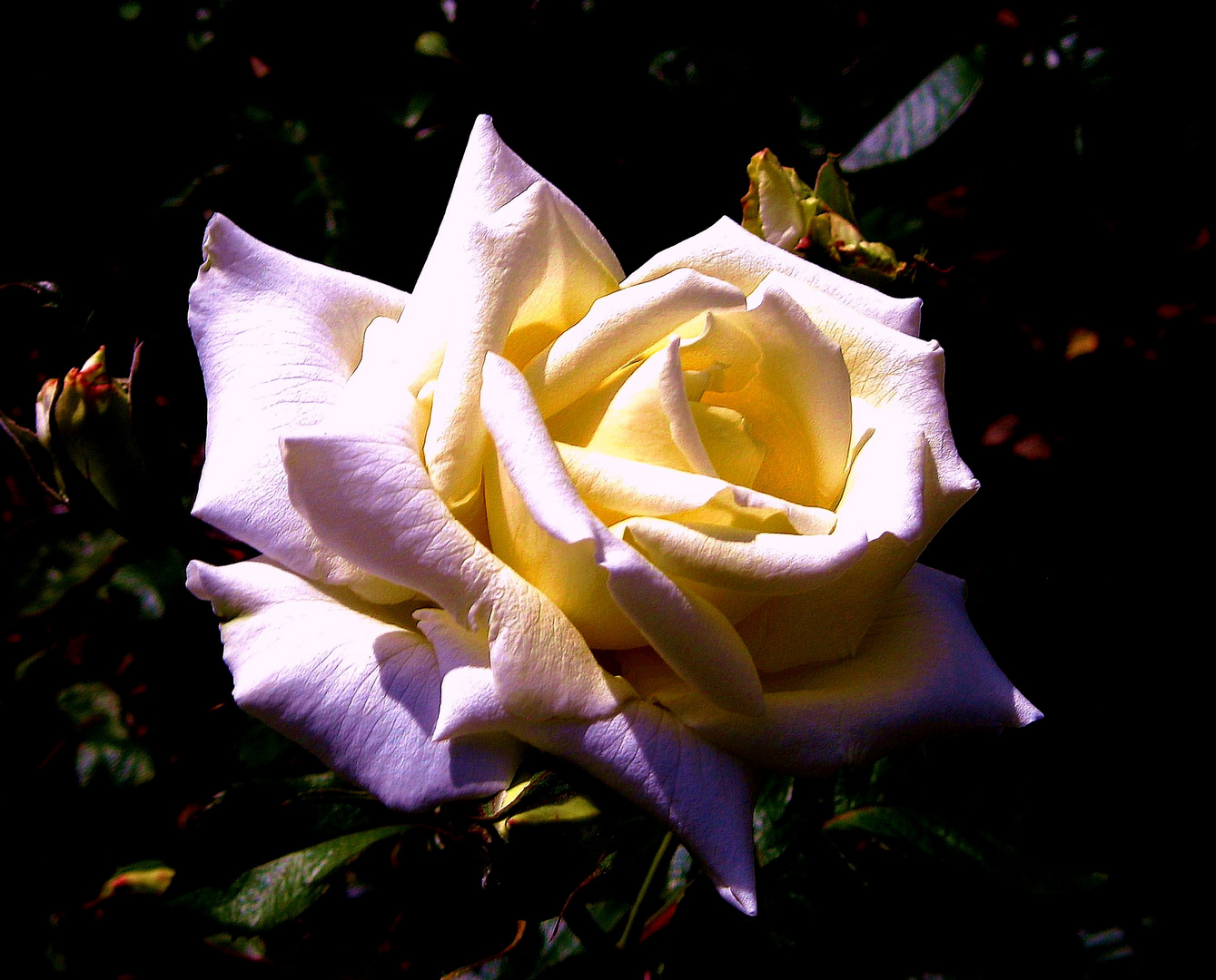 une rose dans la nuit