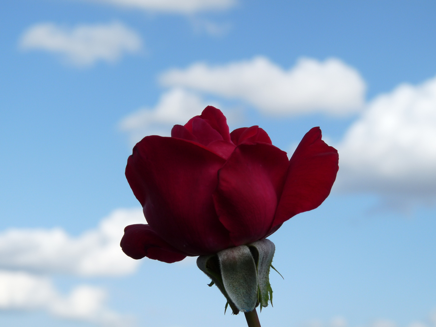 Une rose dans le ciel de St Cloud