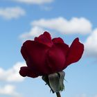 Une rose dans le ciel de St Cloud