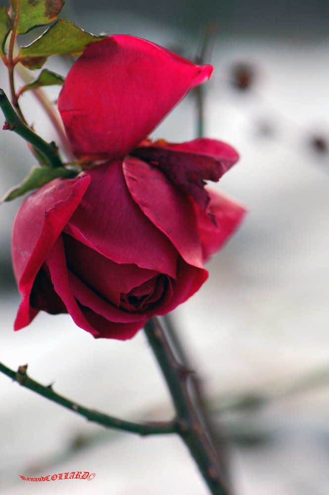 une rose dans le froid de l'hiver