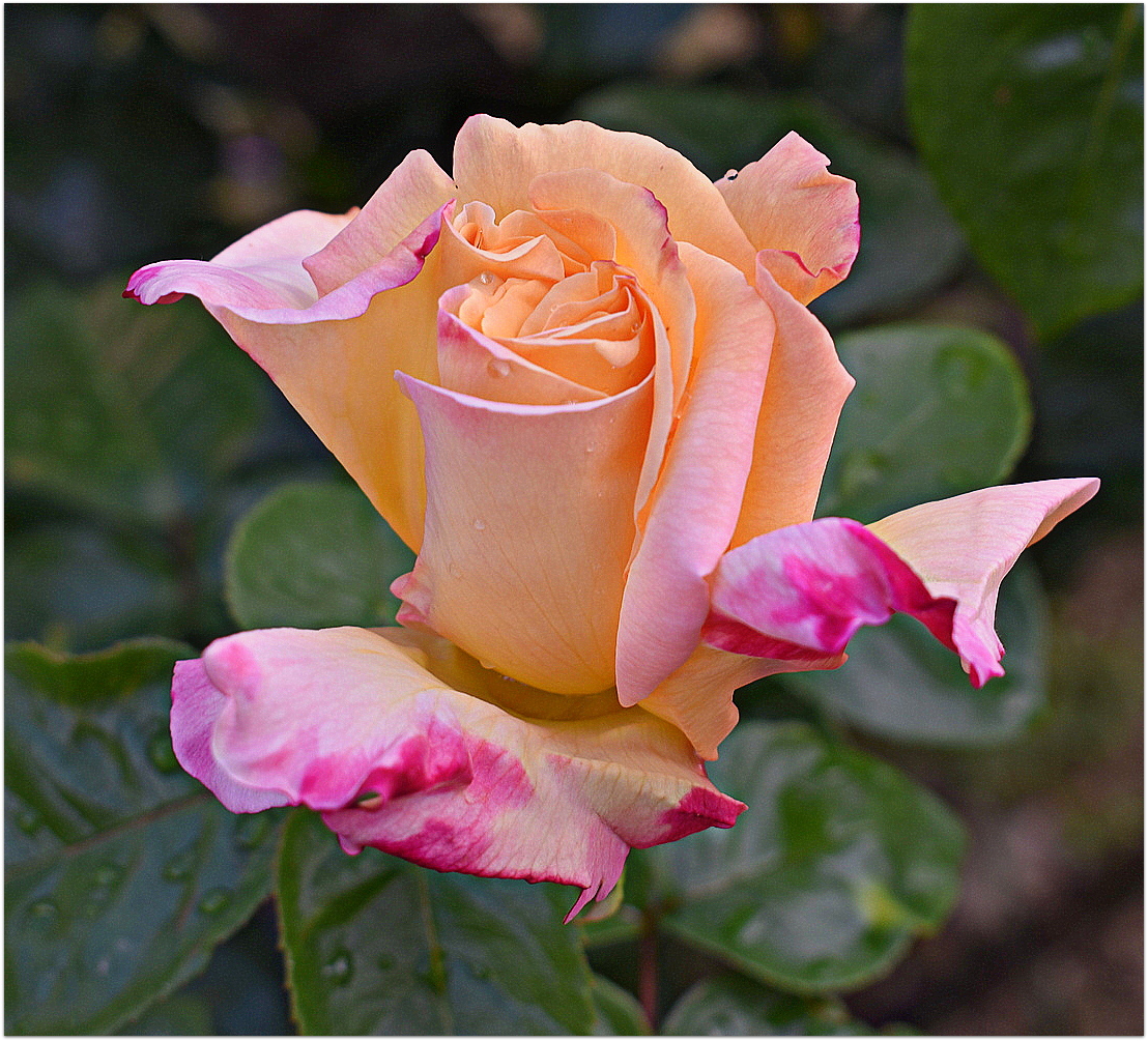 une rose de mon jardin