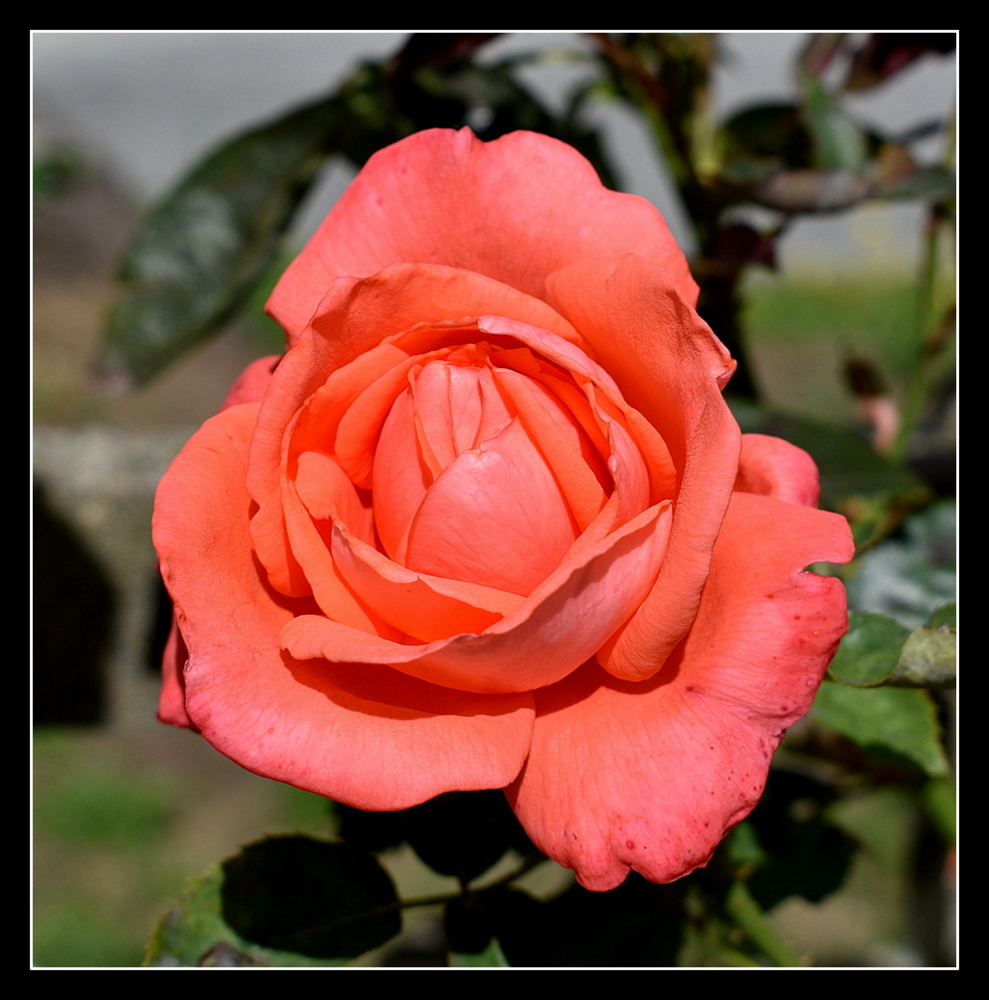 une rose de mon jardin