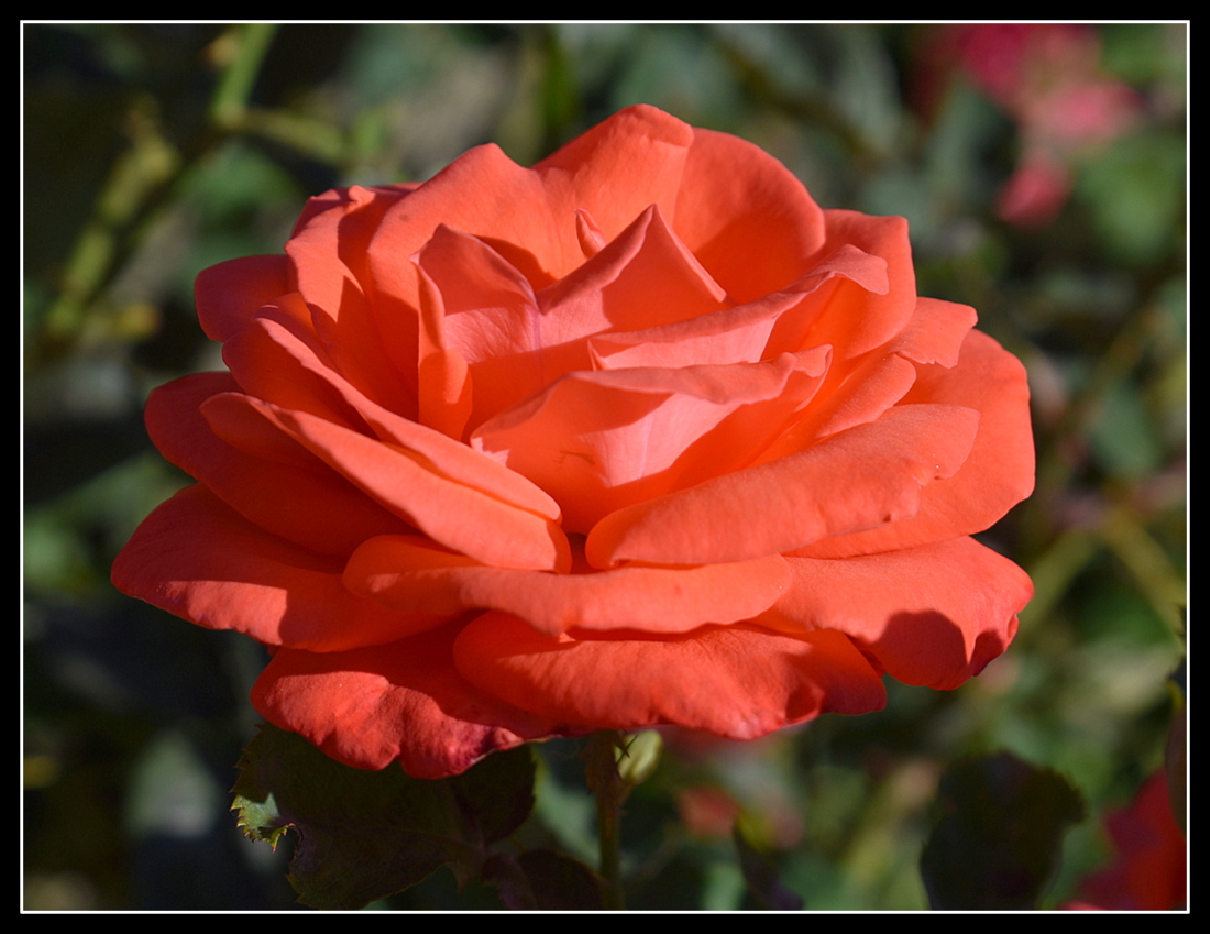 une rose de mon jardin