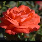 une rose de mon jardin