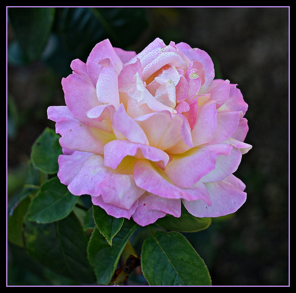 une rose de mon jardin