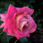 Une rose de mon jardin