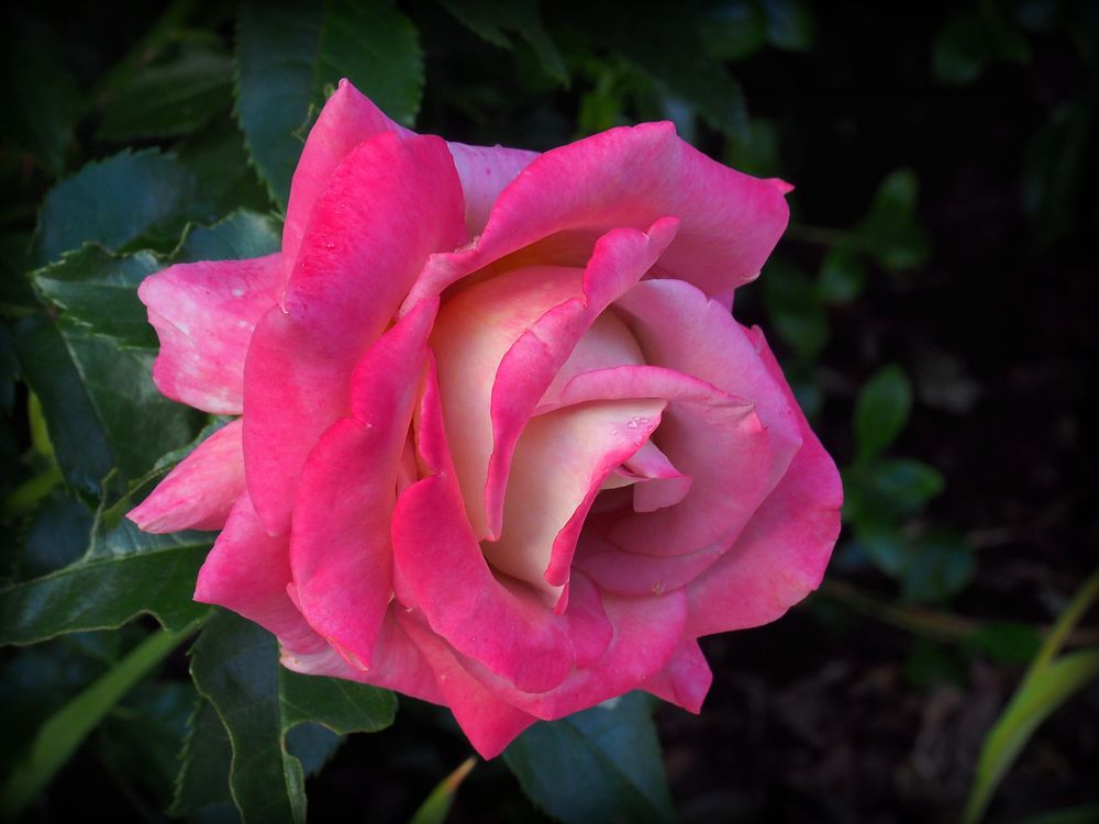 Une rose de mon jardin