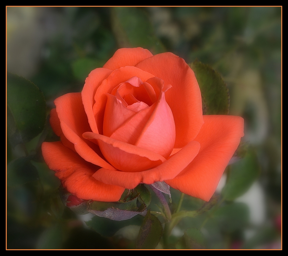 une rose de mon jardin