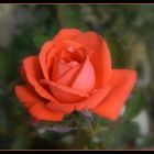 une rose de mon jardin