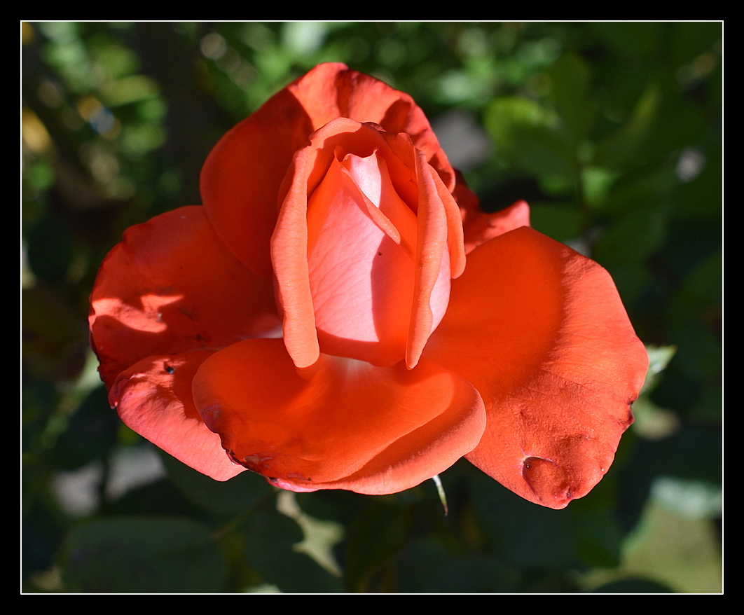 une rose de mon jardin